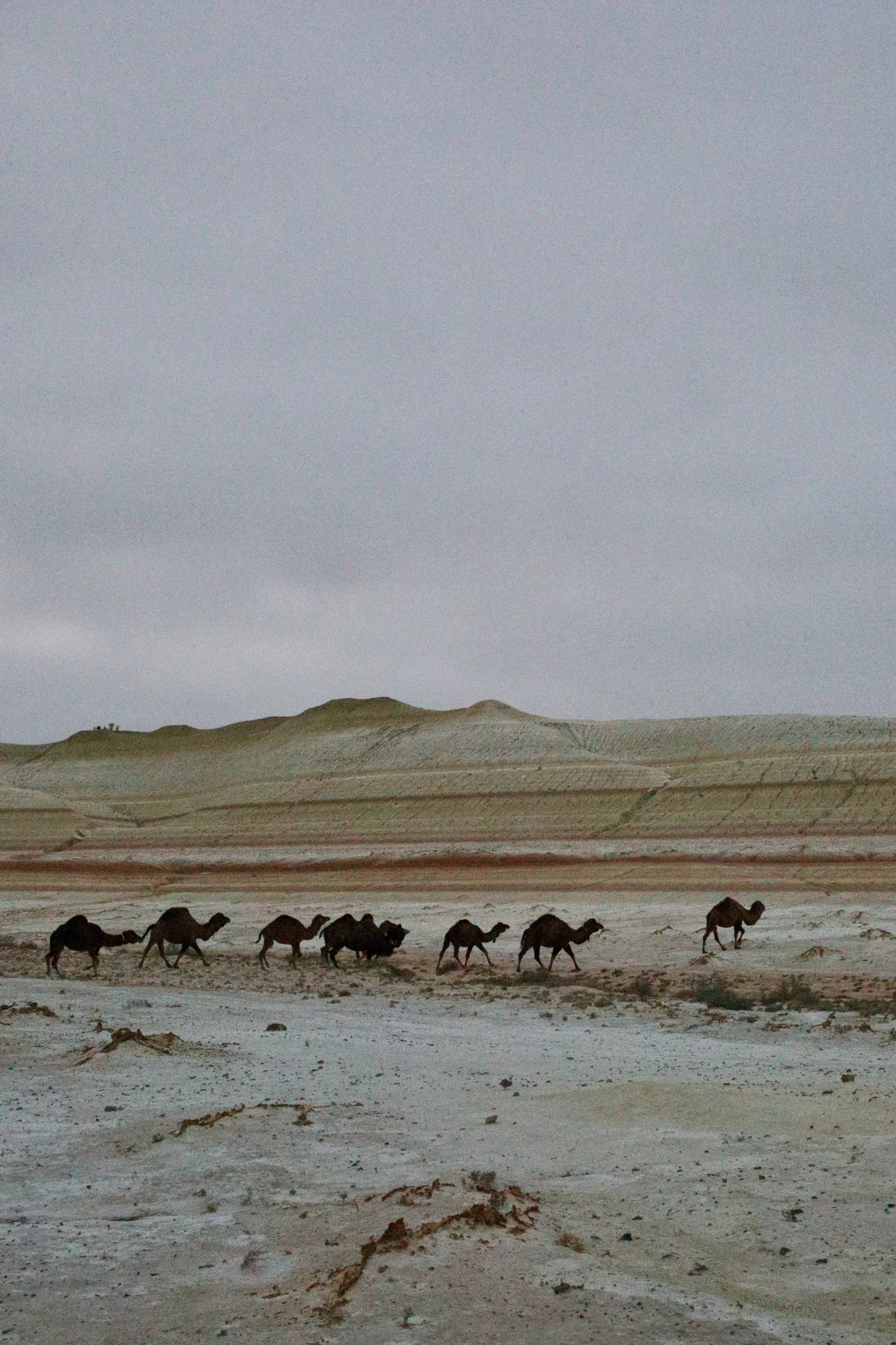 Kamelen bij Kyzylkup