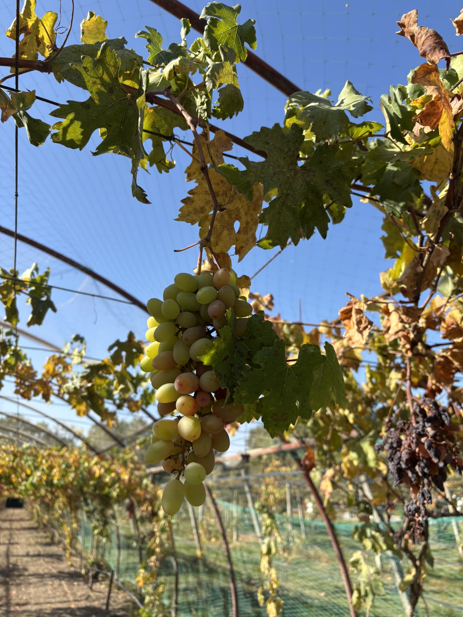 Wijngaard Uzumfermer