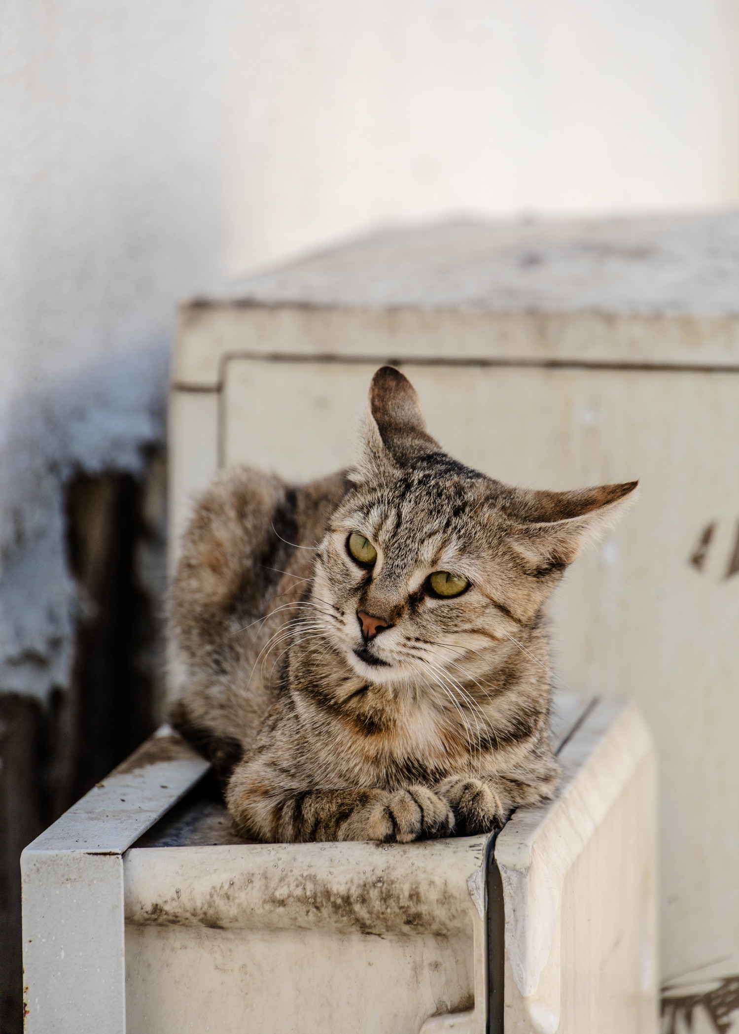 Kat van Amasya in Turkije