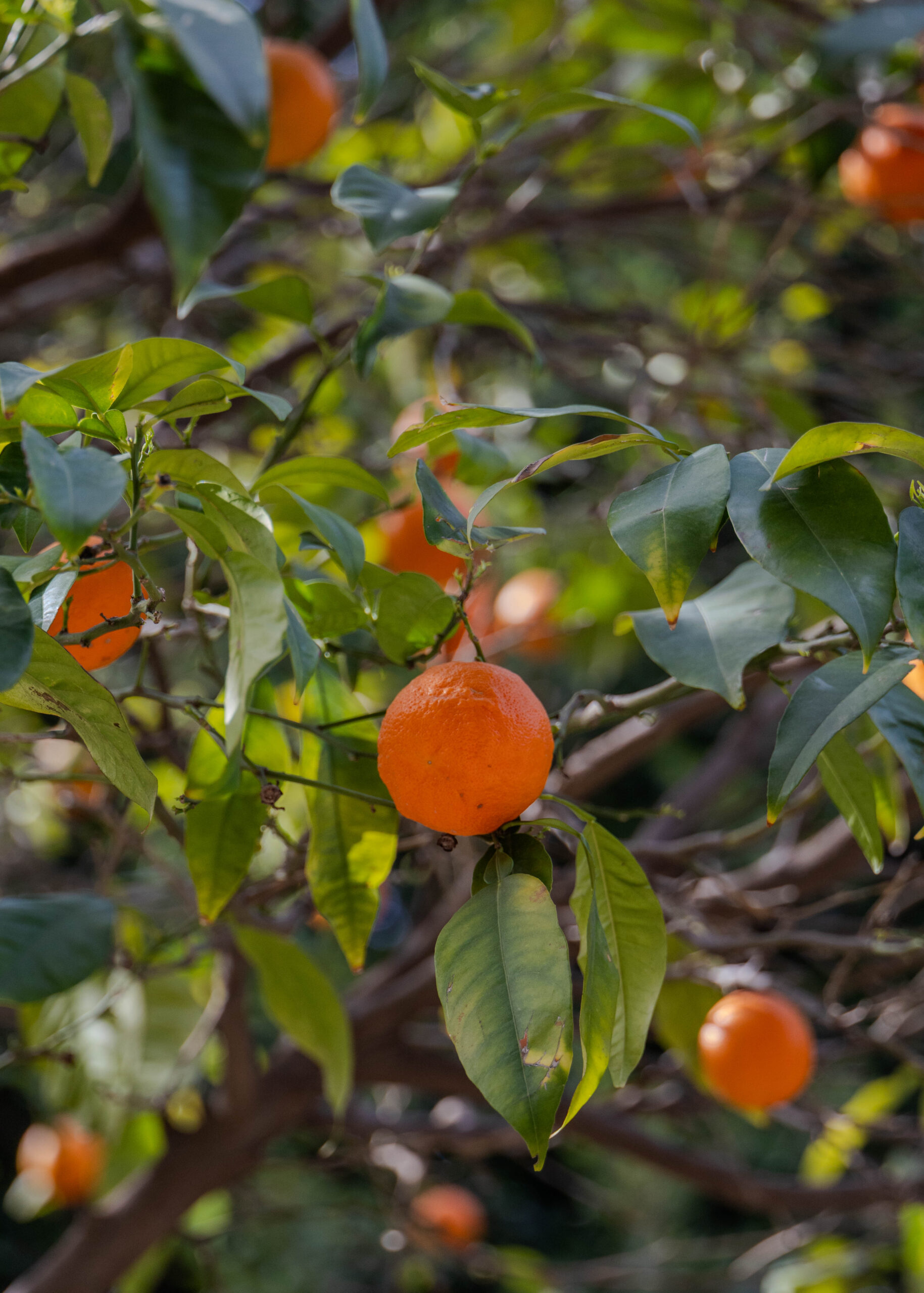 Seyhan Merkez Park in Adana
