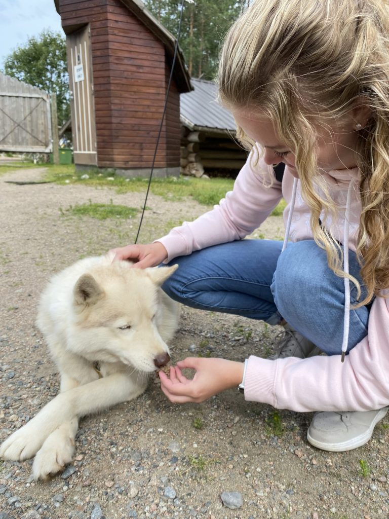 Husky knuffelen Fins lapland zomer