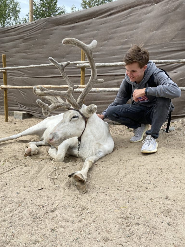 Rendieren knuffelen Fins lapland zomer