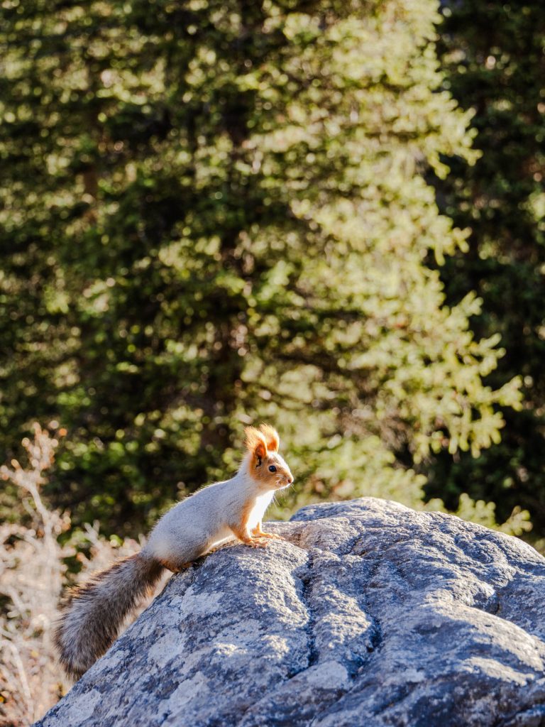 Eekhoorn Ala Archa National Park